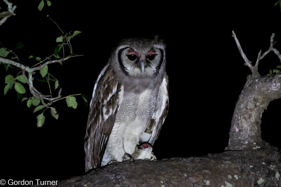 <h2>The Best of South Africa Escorted 2023</h2> 14 Nights | 6 Rounds | March 11 - 25